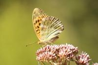 Argynnis paphia