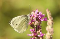 Pieris napi