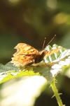 Polygonia c-album