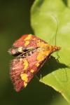 Pyrausta purpuralis