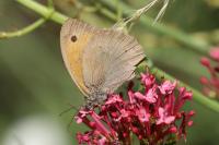Maniola jurtina