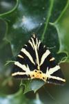 Euplagia quadripunctaria