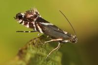 Glyphipterix