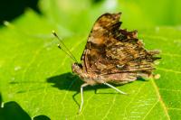 Polygonia c-album