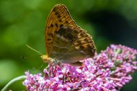 Argynnis paphia