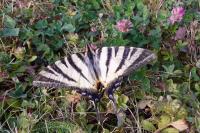 Iphiclides podalirius