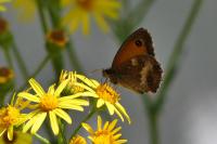 Pyronia tithonus