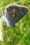 Polyommatus icarus