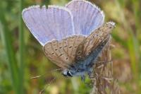 Polyommatus icarus