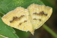 Camptogramma bilineata