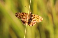 Boloria dia