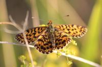 Boloria dia