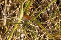 Coenonympha pamphilus