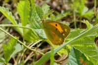 Colias crocea