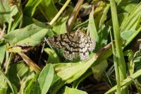 Chiasmia clathrata