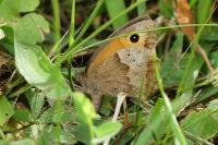 Maniola jurtina