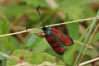 Zygaena filipendulae