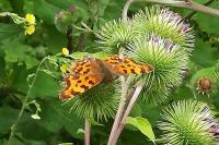 Polygonia c-album
