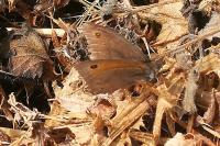 Maniola jurtina