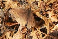 Maniola jurtina
