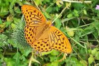 Argynnis paphia