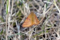 Lythria purpuraria
