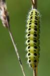 Zygaena filipendulae