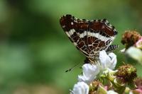 Araschnia levana