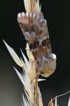 Eremobia ochroleuca