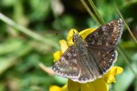 Erynnis tages