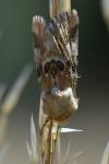 Eremobia ochroleuca