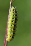 Zygaena filipendulae
