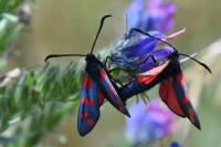 Zygaena filipendulae