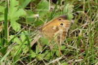 Pyronia tithonus