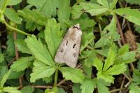 Agrotis exclamationis