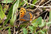 Lycaena phlaeas