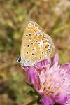 Polyommatus icarus