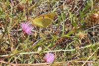 Colias crocea