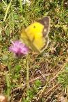 Colias crocea