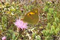Colias crocea