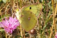 Colias crocea