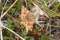 Euclidia glyphica