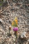 Colias crocea