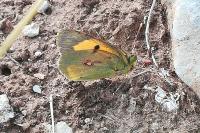 Colias crocea