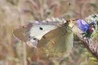 Colias crocea