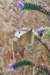 Colias crocea