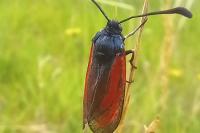 Zygaena