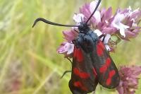 Zygaena filipendulae