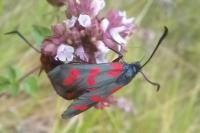Zygaena filipendulae