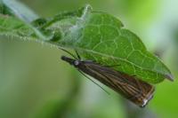 Chrysoteuchia culmella
